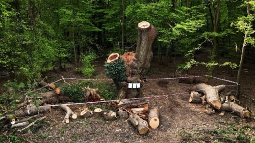 Restaurant chain faces outrage after carving up 500-year-old oak tree
