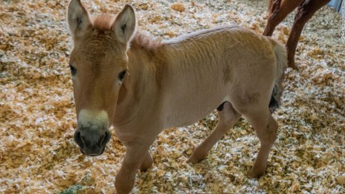 A clone of the endangered Przewalski's horse is born of DNA saved for 40 years