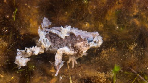 A terrifying fungal disease is infecting frogs in Africa. Here’s why it matters