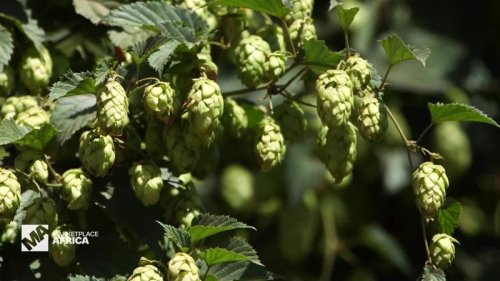 South Africa’s hops industry