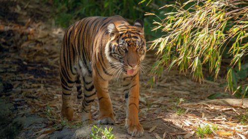 DNA analysis of soil from paw prints could help save Sumatra’s tigers