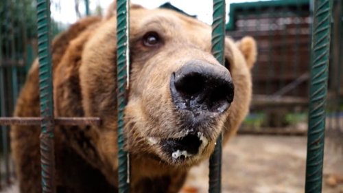 Watch brown bear walk free after 20 years of being caged in a restaurant