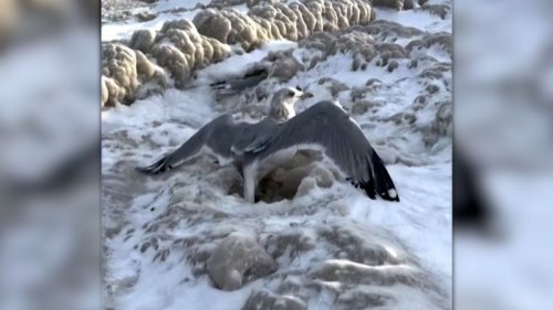 Dozens of seagulls were trapped in ice. This couple saved them with household tools