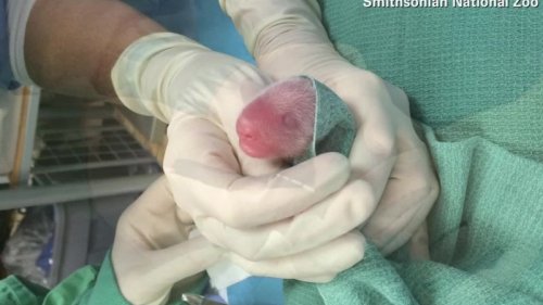 Baby panda dies just days after birth at National Zoo