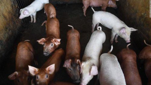 Research in pigs shakes up what we know about dying