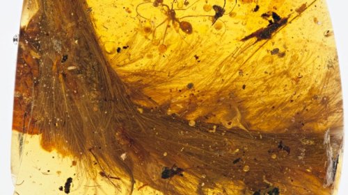 'Once in a lifetime find': Dinosaur tail discovered trapped in amber