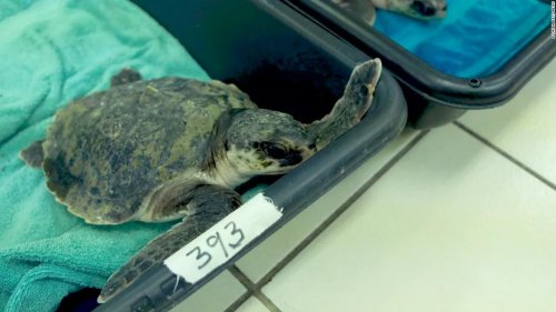 40 endangered sea turtles were brought to Florida to warm up after suffering from 'cold stunning'
