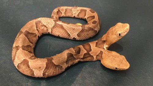 A rare two-headed copperhead discovered in Virginia