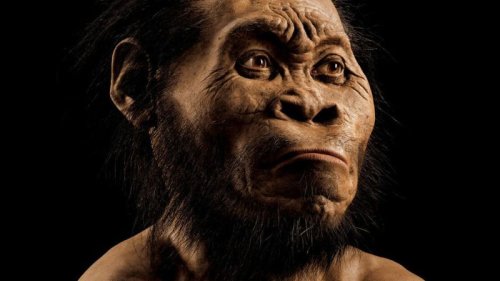 Homo naledi: New species of human ancestor discovered in South Africa