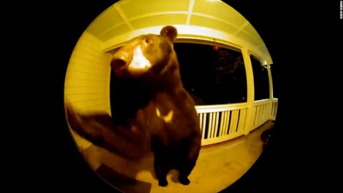 Doorbell cam captures bear 'ringing' house's bell