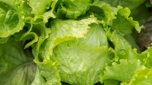 Iceberg lettuce recalled in 27 states due to potential cyclospora contamination