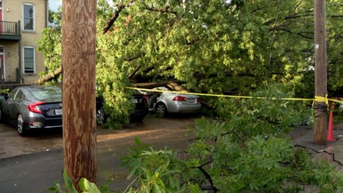 Woman Dies After Tree Falls On Her Car During Saturdays Severe Weather