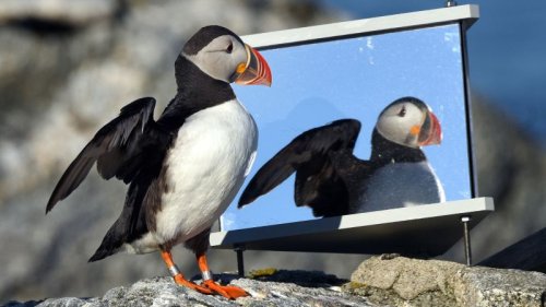 By learning to think like a puffin, this conservationist has saved seabirds around the world