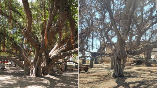 Maui’s 150-year-old banyan tree is growing leaves after being charred by the wildfires. It’s just the beginning of a long recovery
