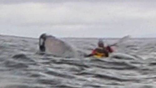 Humpback whale swallows and spits out kayaker in incident captured on camera