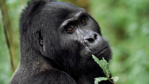 Meet the conservationist saving gorillas in Uganda’s ‘impenetrable forest’