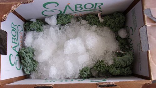 Border protection officers bust man with $38 million worth of meth hidden in kale shipment