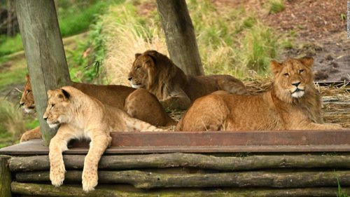 New footage reveals how 5 lions escaped their Sydney zoo enclosure