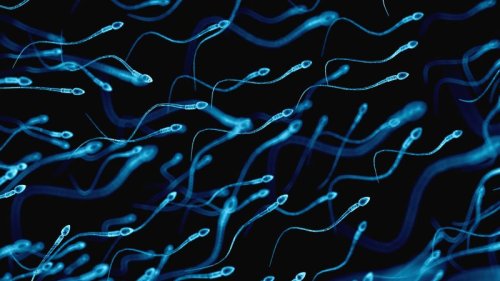 Sperm counts of Western men plummeting, analysis finds