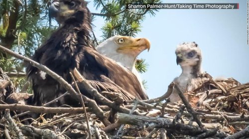Eagle appears to clutch baby hawk for dinner, then decides to adopt it