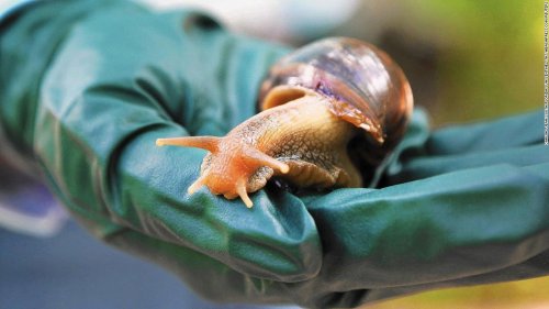 A Florida county is quarantining after discovery of invasive Giant African land snail