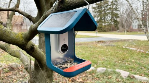 Bird Buddy Smart Bird Feeder review: Smart, fun and borderline addictive