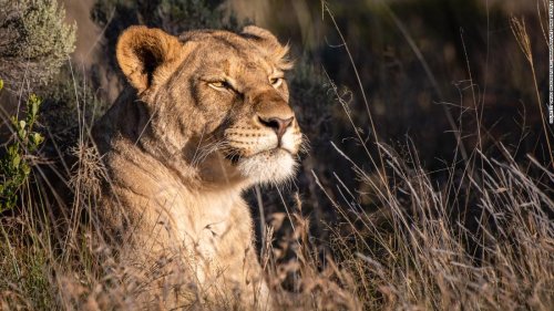Where big cats roam once more: How one family's rewilding project returned lions and cheetahs to a corner of South Africa's Great Karoo