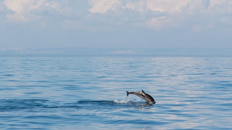 A dolphin saved its founder 4,000 years ago. Now this city is returning the favor