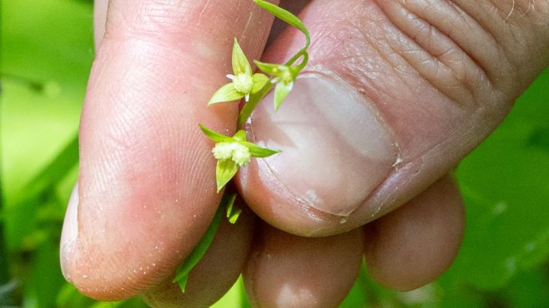 They thought this rare, tiny flower was extinct since WWI. Now it's a symbol of hope