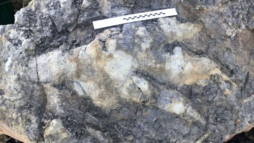 Record-breaking dinosaur footprint appears on the Yorkshire coast
