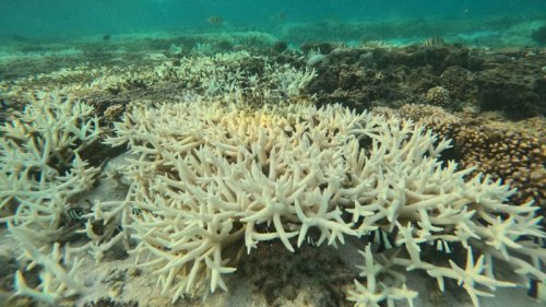 Ocean heat is driving a global coral bleaching event, and it could be the worst on record