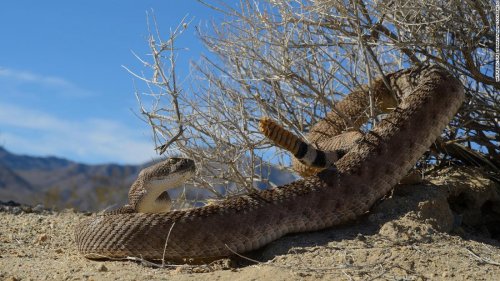 How to survive a rattlesnake bite -- or better yet, avoid one