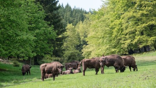 Wild bison will be released into the UK for the first time in thousands of years in hopes to revive wildlife