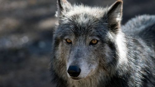 In Colorado, ranchers aren’t allowed to kill this apex predator. Here’s why