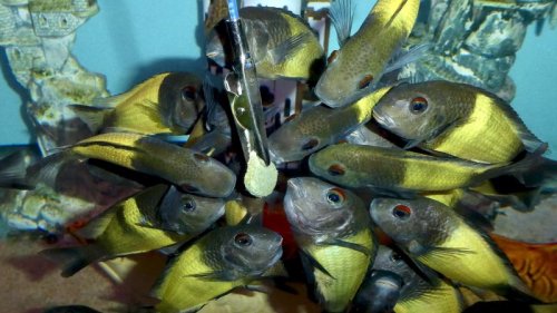 The fish collectors hoping to save rare species from extinction
