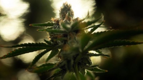 A landmark marijuana bill is headed to the Senate floor