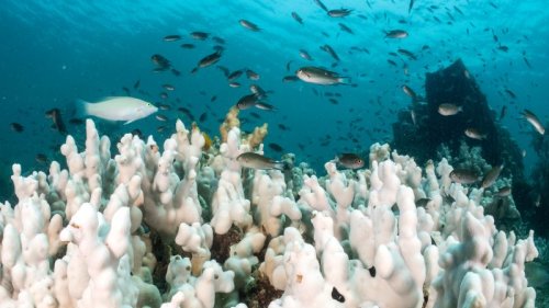 5 things to know for April 24: Coral reefs, Russia-Ukraine, FEMA, Harvard, Uvalde