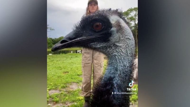 Emu hilariously interrupts owner’s video and has the internet in stitches
