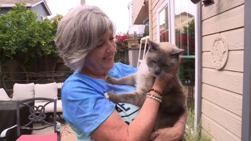 A cat got lost in Yellowstone National Park