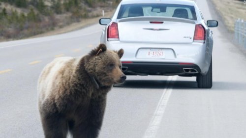 Wildlife crossings are a lifeline for Canada's grizzly bears