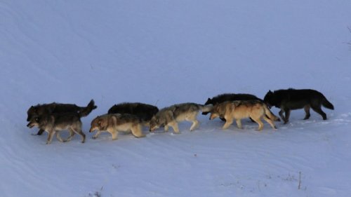 Mind control by parasites influences wolf-pack dynamics in Yellowstone National Park