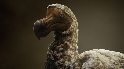 Not so dead as a dodo: ‘De-extinction’ plan to reintroduce bird to Mauritius