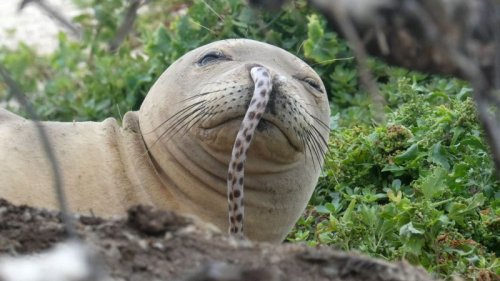 What’s going on with Hawaiian seals? Nobody nose