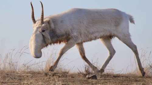 Saving saiga in Kazakhstan’s ‘Golden Steppe’