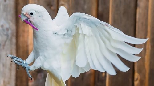 Cockatoos can not only use tools, they can carry whole toolkits to trickier jobs, study shows