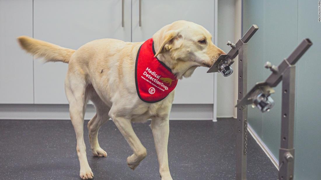 Watch these dogs detect Covid-19 by sniffing masks