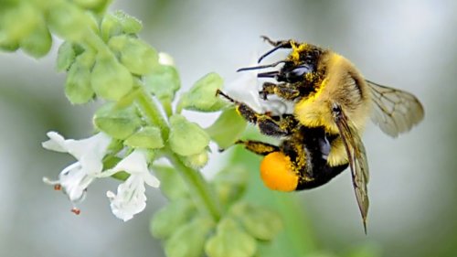 Some bumblebees can survive underwater for up to a week, new study shows