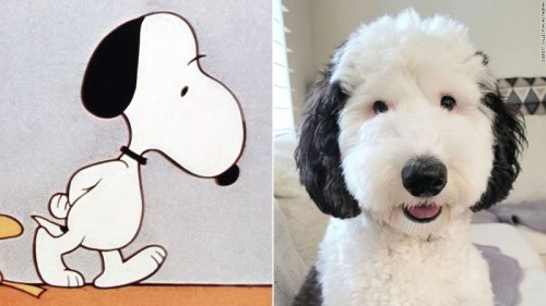 Snoopy is real! Meet Bayley, the cartoon dog’s doppelganger