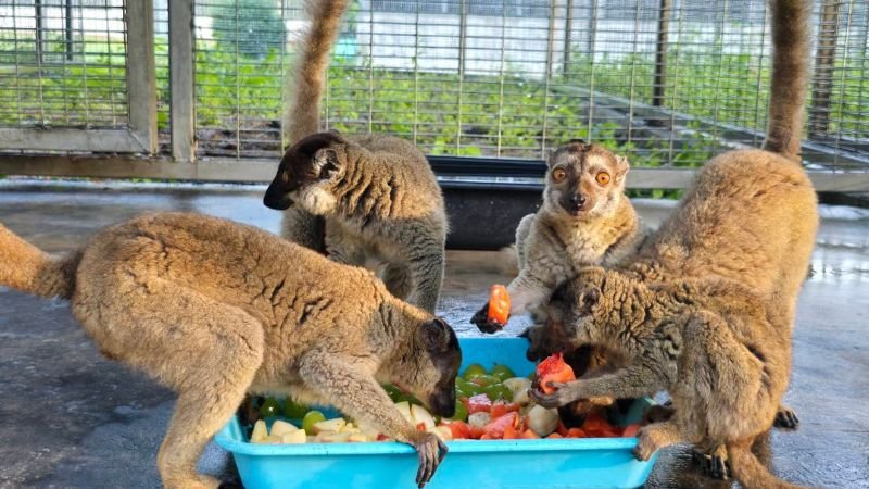 Wildlife Conservation
