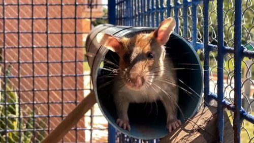 Rat’s lifesaving work breaks world record